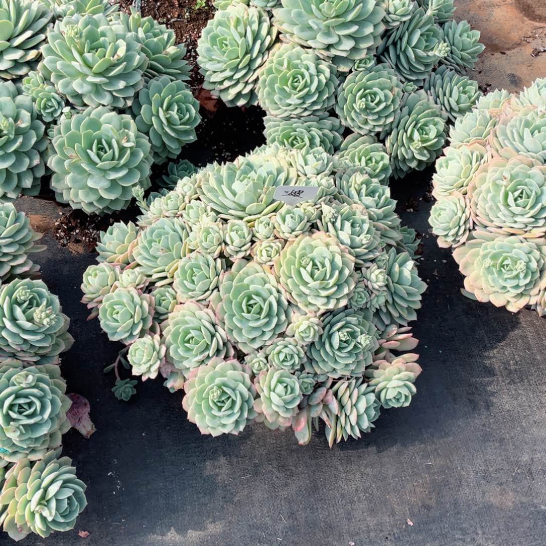 三*三嫂，恋曲，两颗