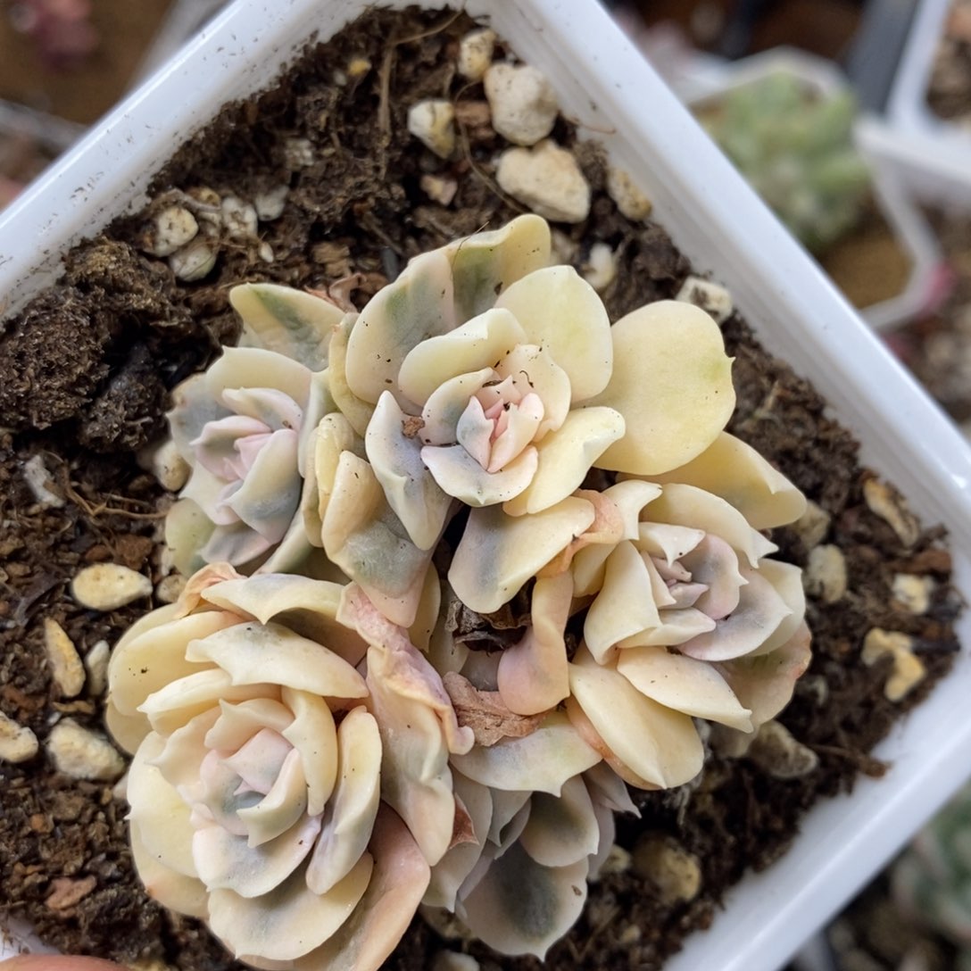 441利比里亚锦群生