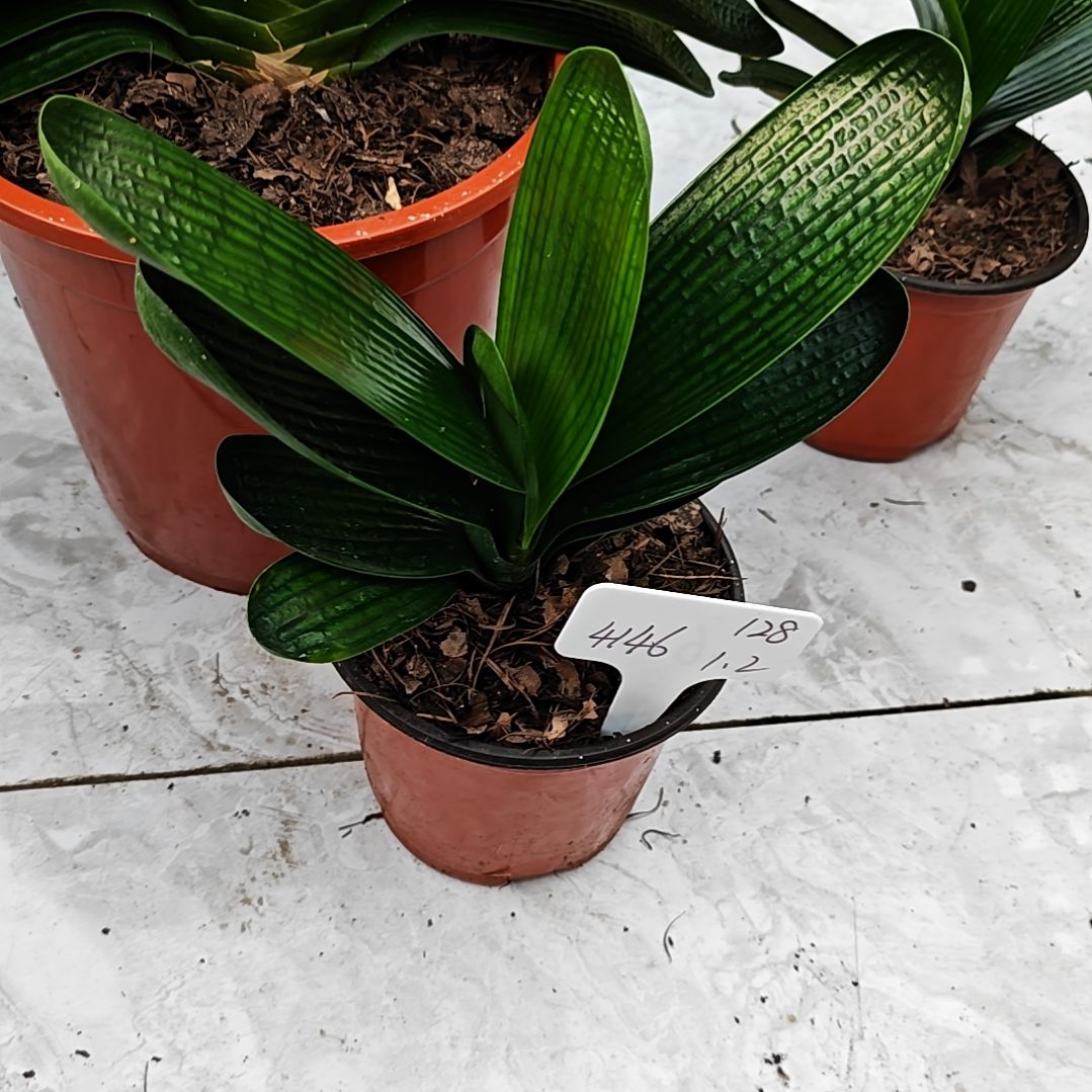 完全开放君子兰精品两年