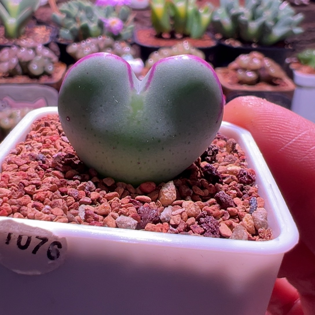 1076，爱心将，2.5公分