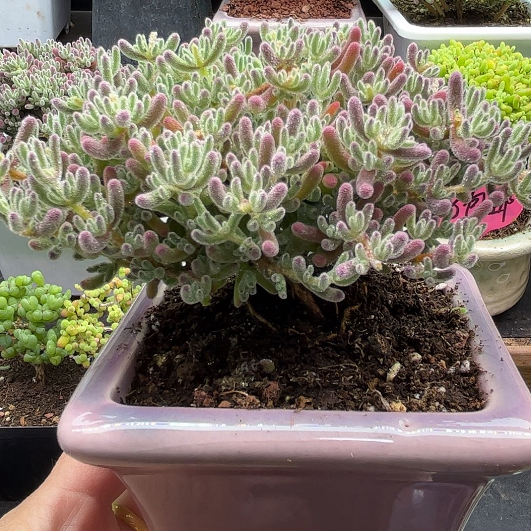 009冰晶带盆优选枝干番杏