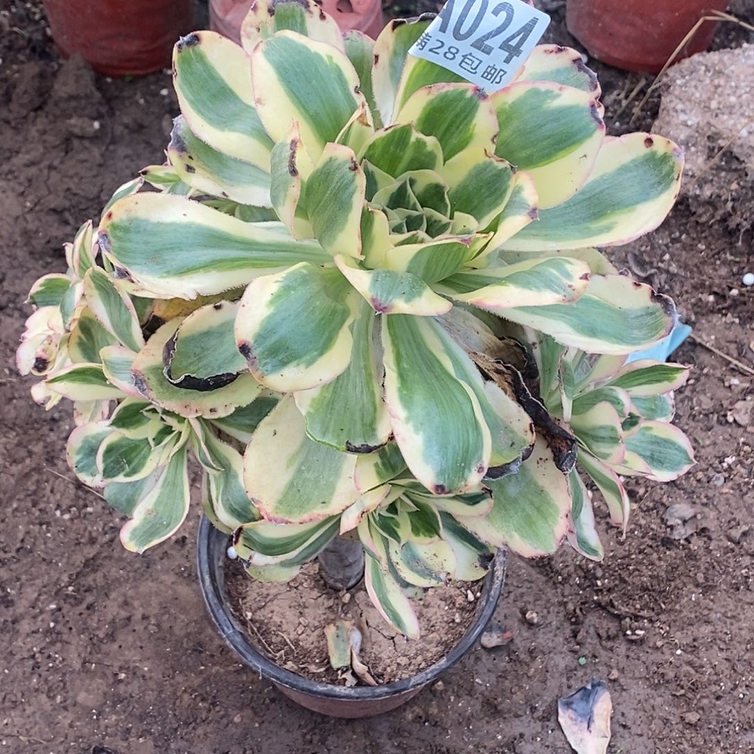 康***溎24多肉植物不包断枝