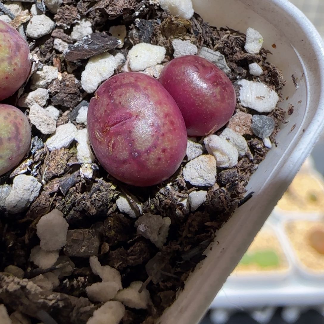 肉锥多肉植物百科-超级绒面猴脸1235