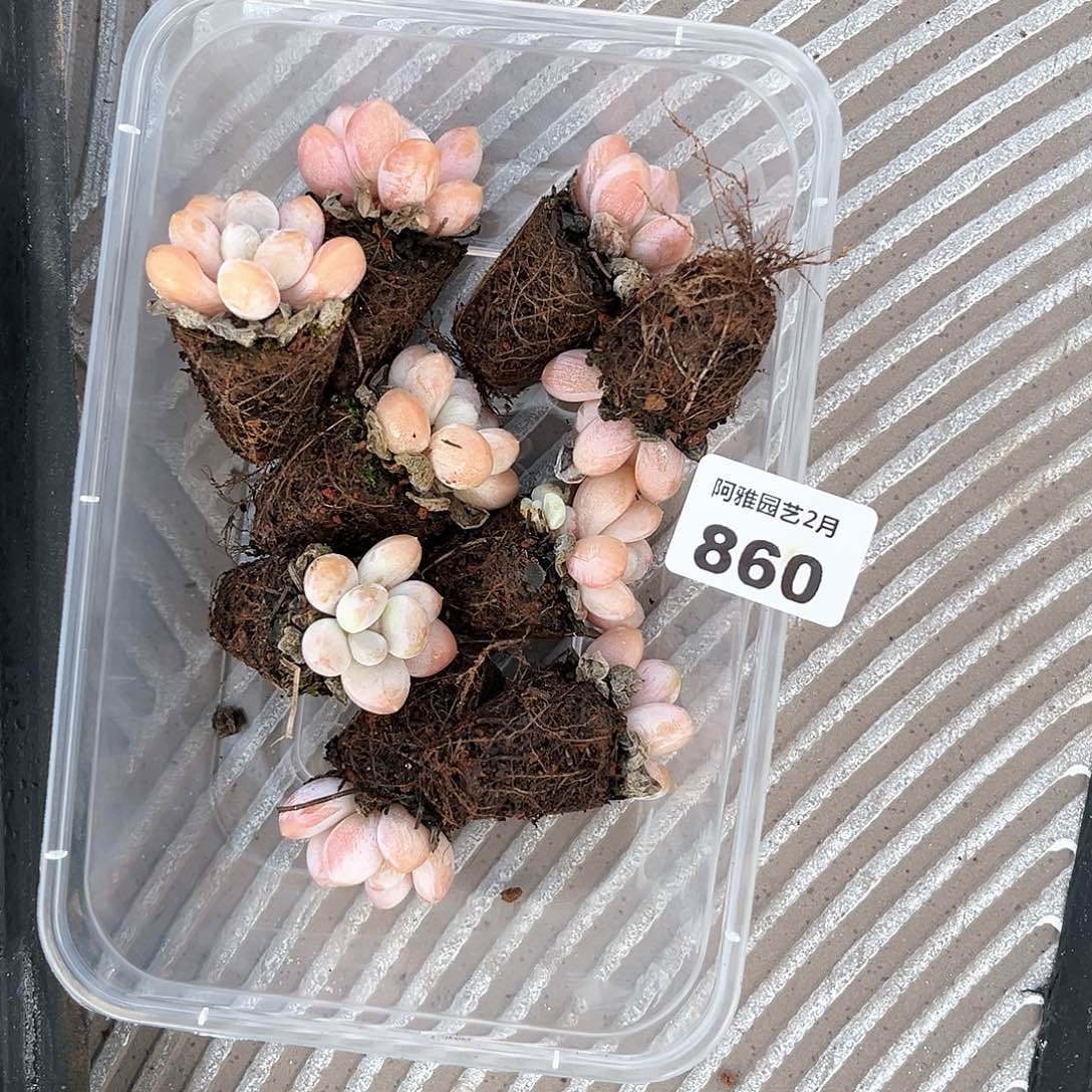 阿雅园艺。   860