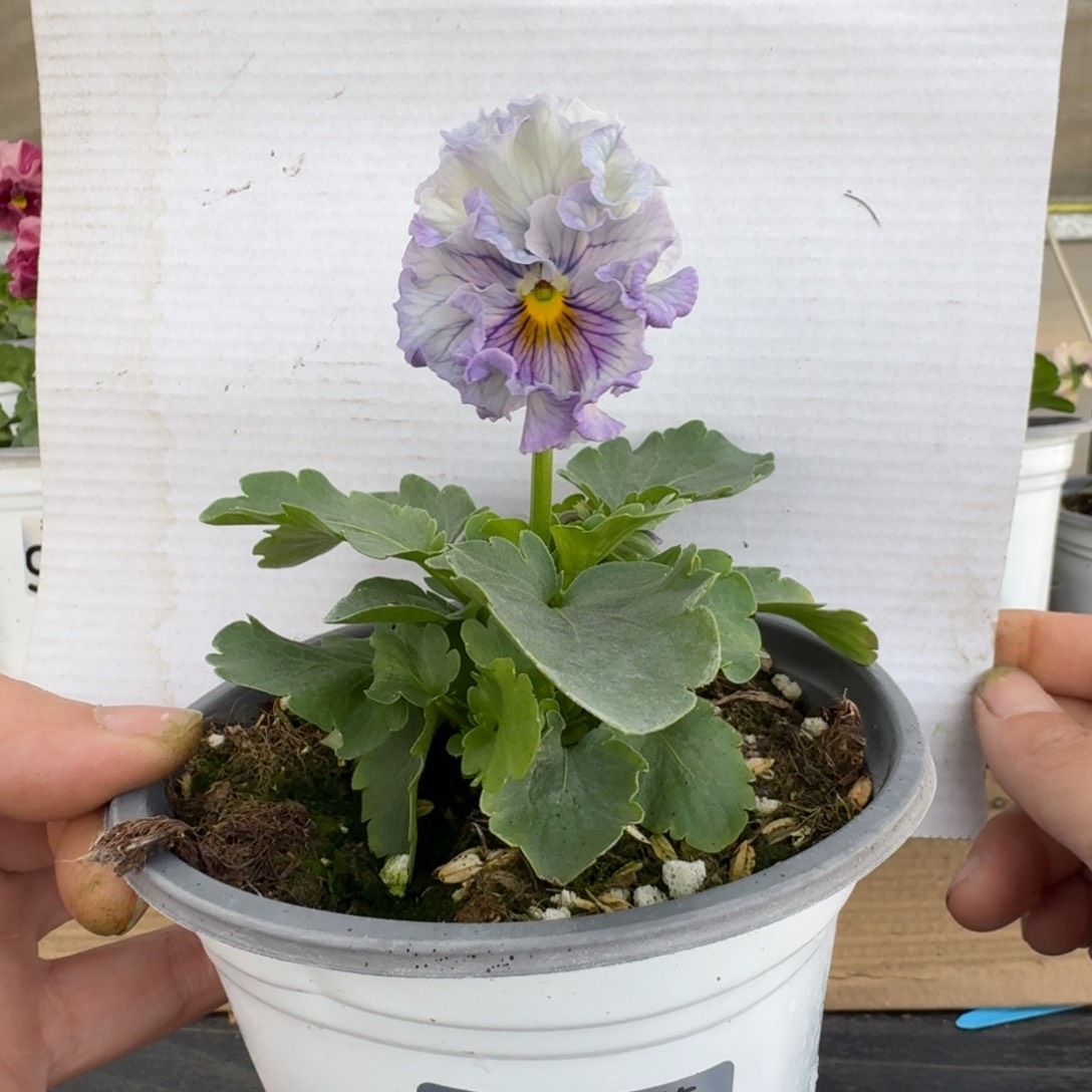 无花朵980号角堇