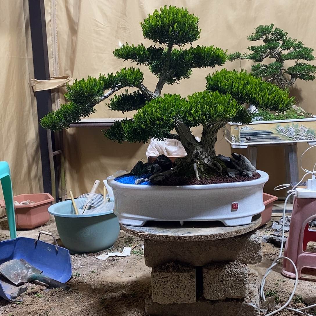 当前无花朵，栽培后可花朵