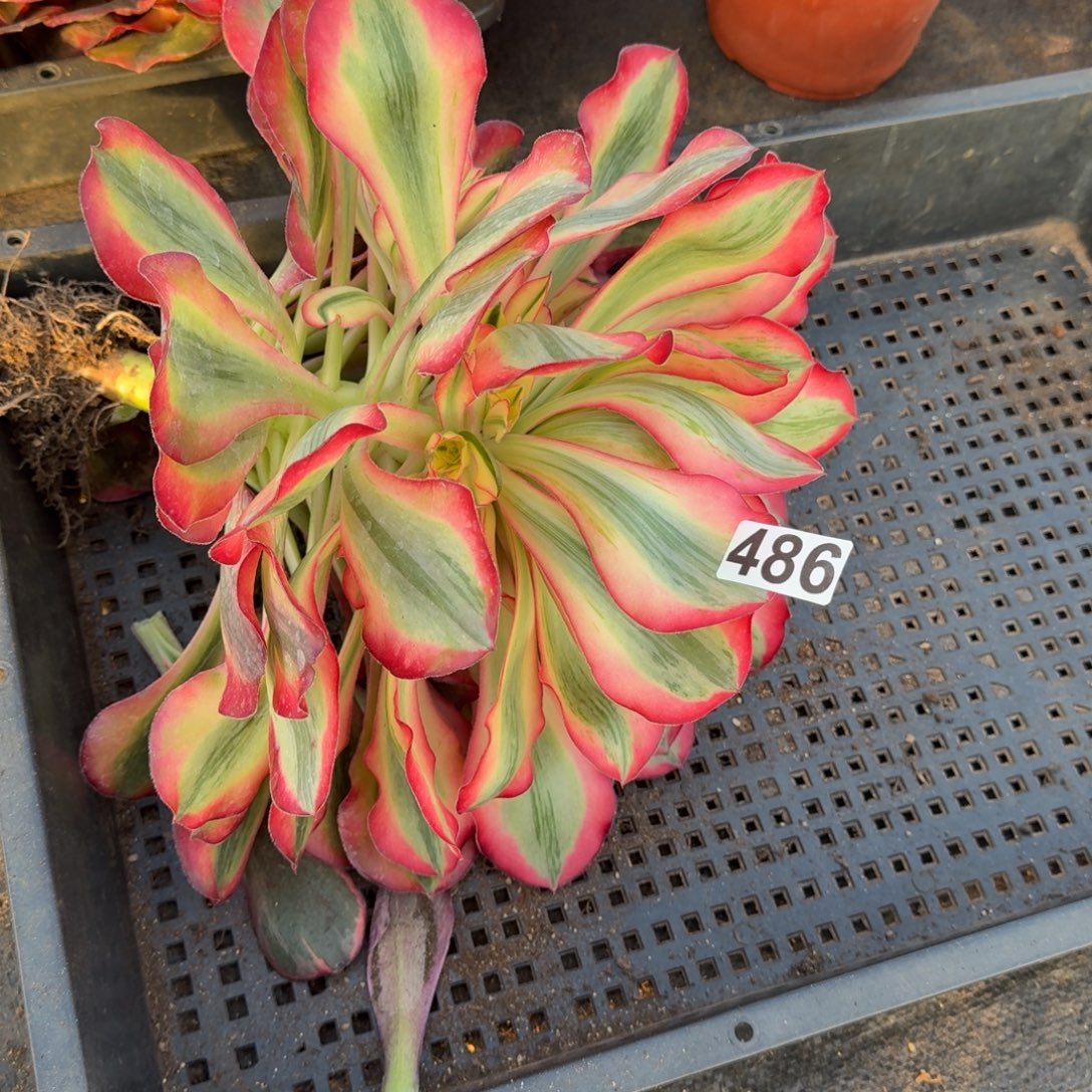 486多肉植物爱丽丝