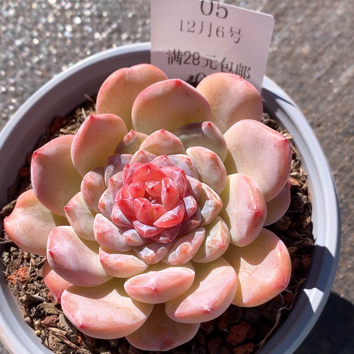 【闪购商品】云05号