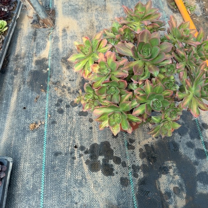 18星灿多肉多肉多肉多肉