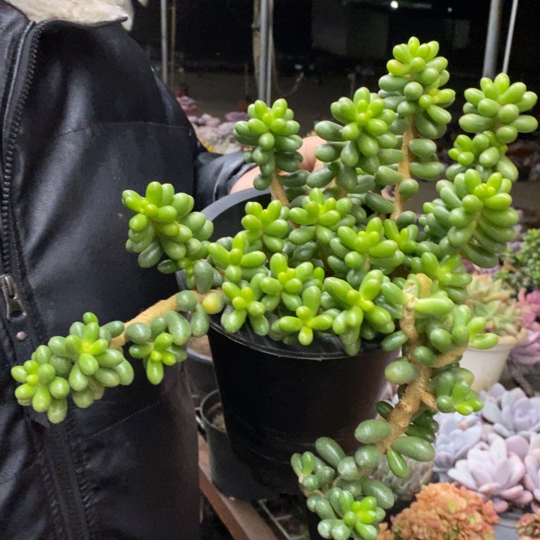 绿龟卵整桩无砍老桩