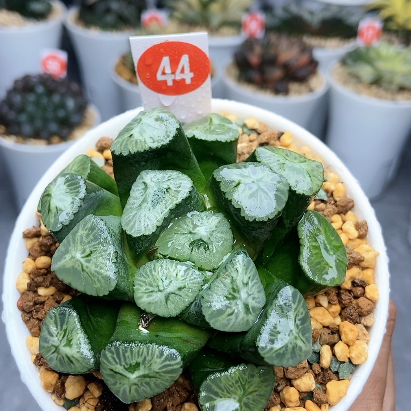 【闪购商品】44彩虹万象