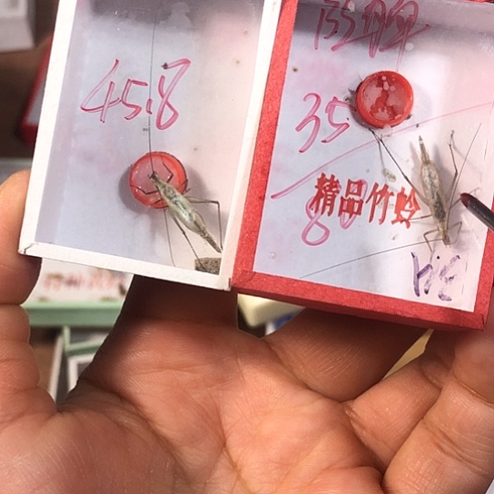 （***）蟋蟀3333333333333333333333