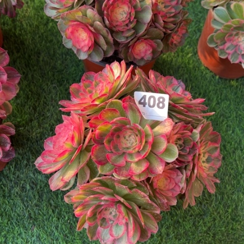 408海神朵朵多肉，