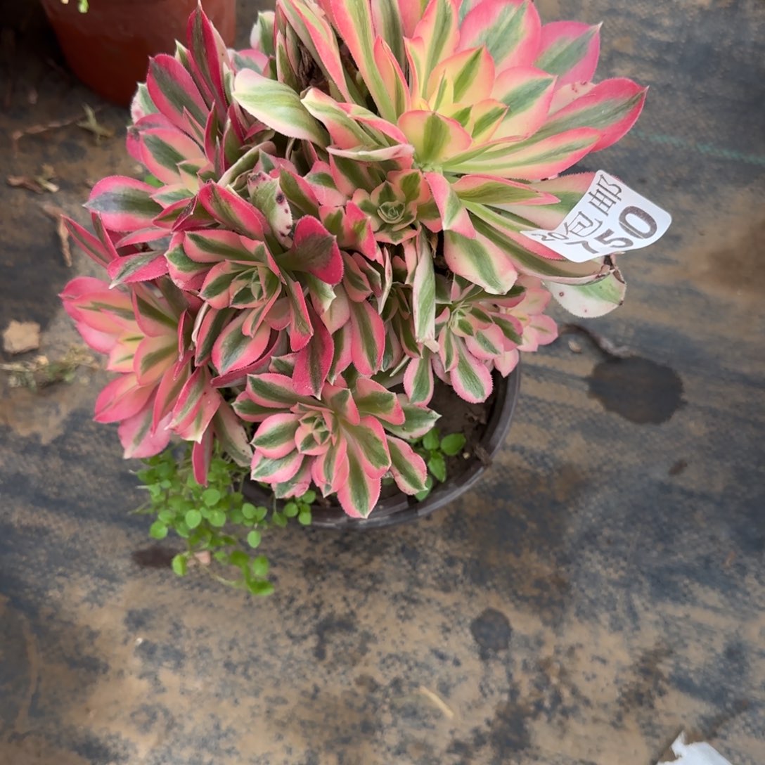 粉女巫750满20包邮断枝不包