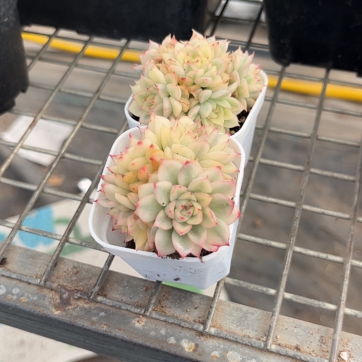 小****我也不知道我为什么要这样