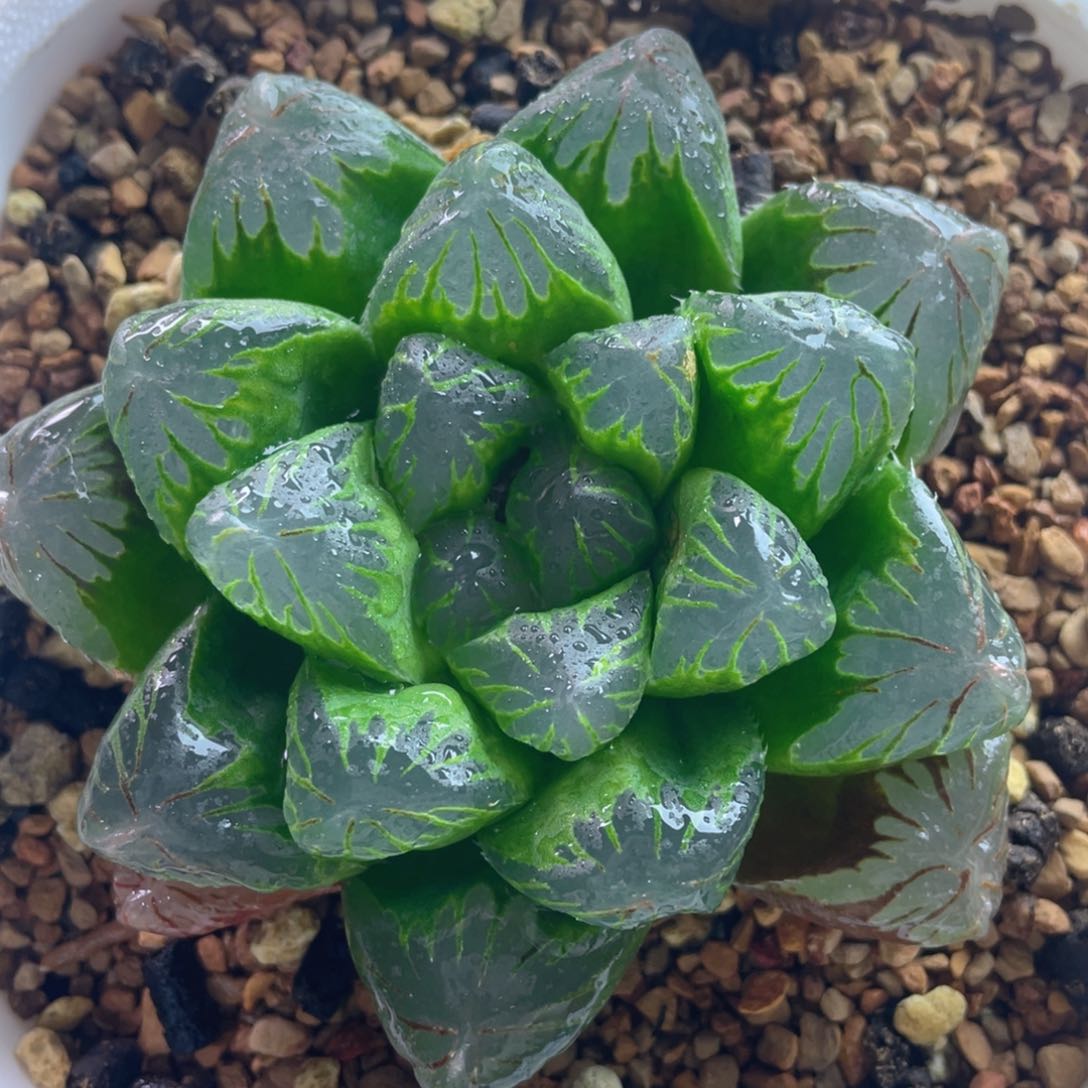 16.十二卷多肉实生玉露。