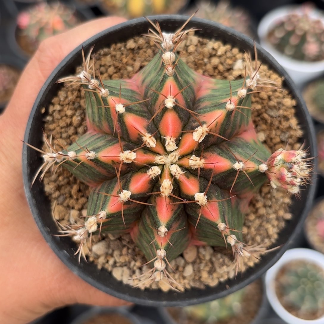 泰系实生米哈仙人球1200