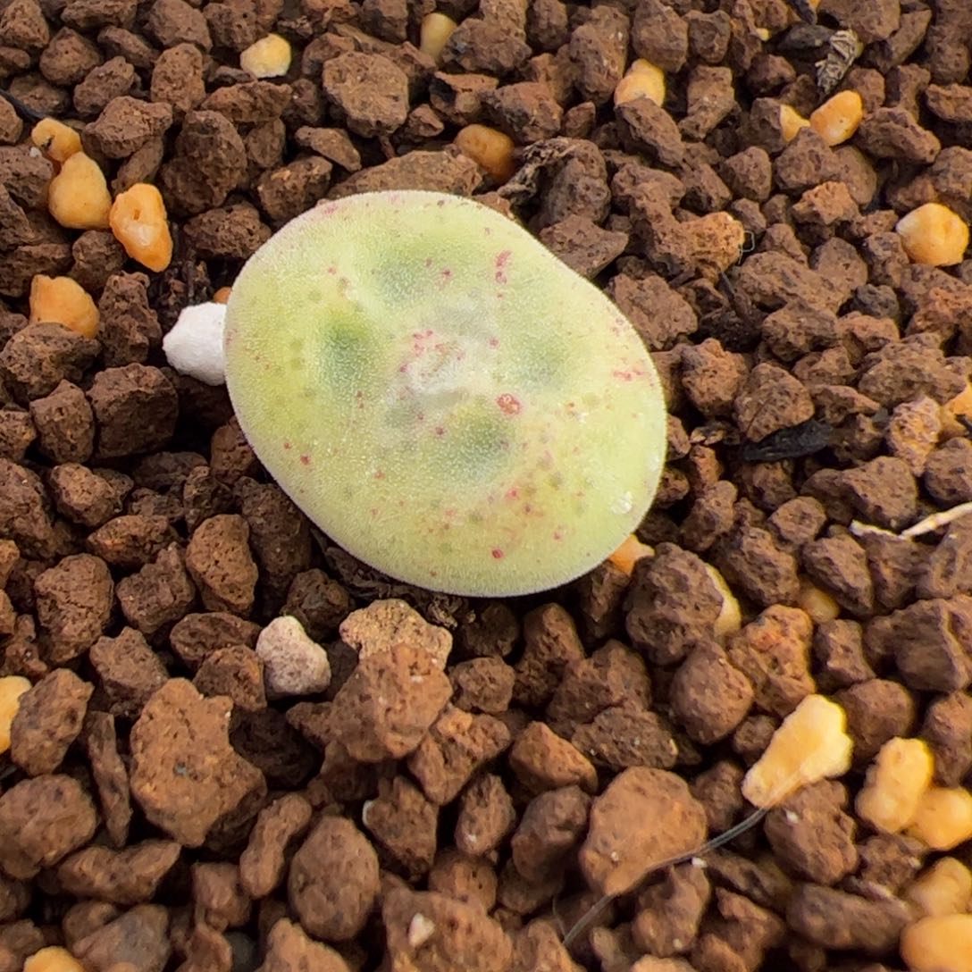 042号 绿豆饼 多肉植物