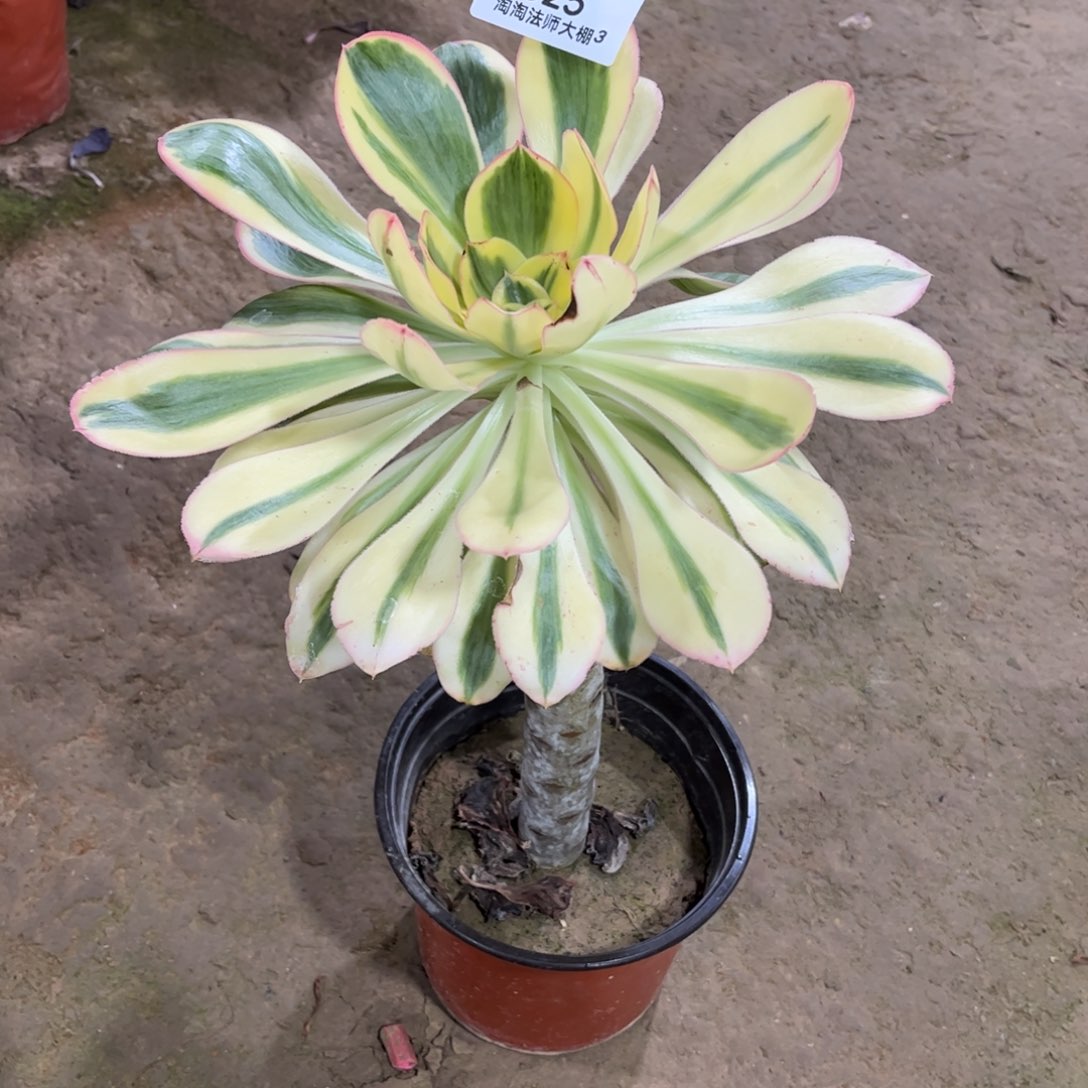 525燕资锦多肉植物