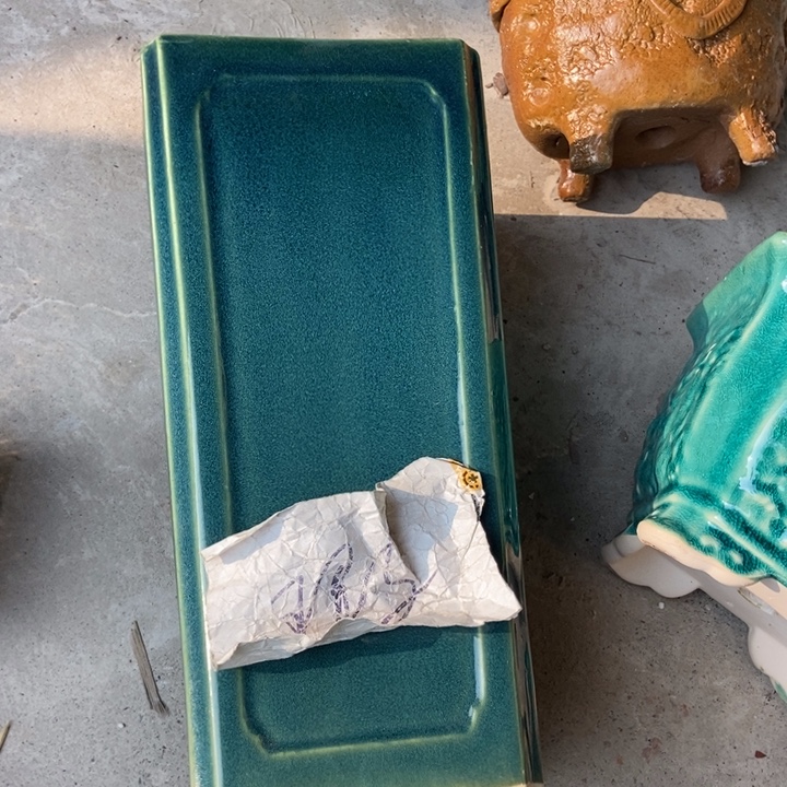 花盆花开了一个是