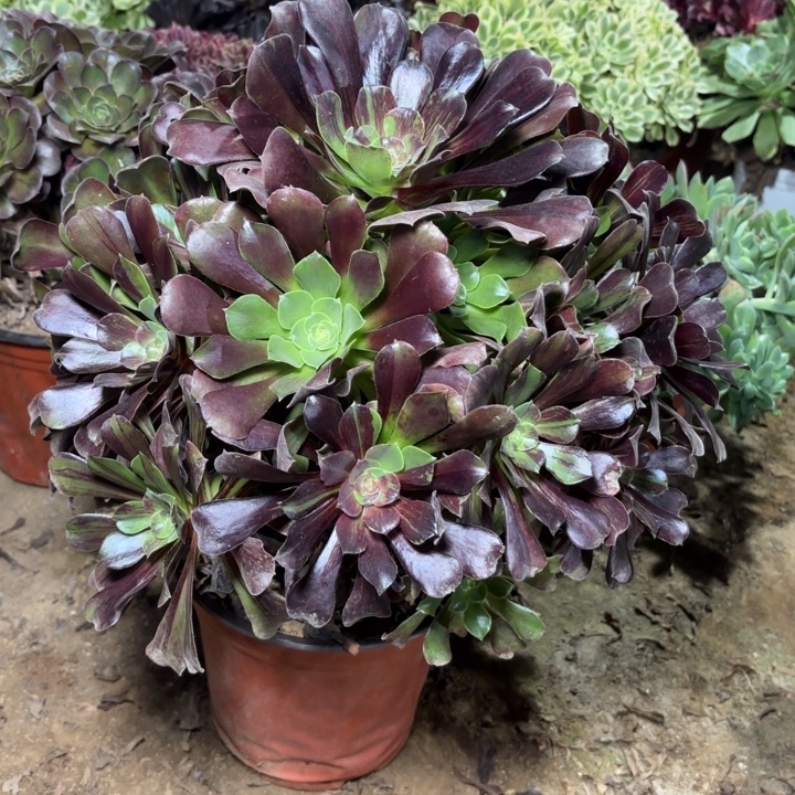 多肉植物法师噢若拉8