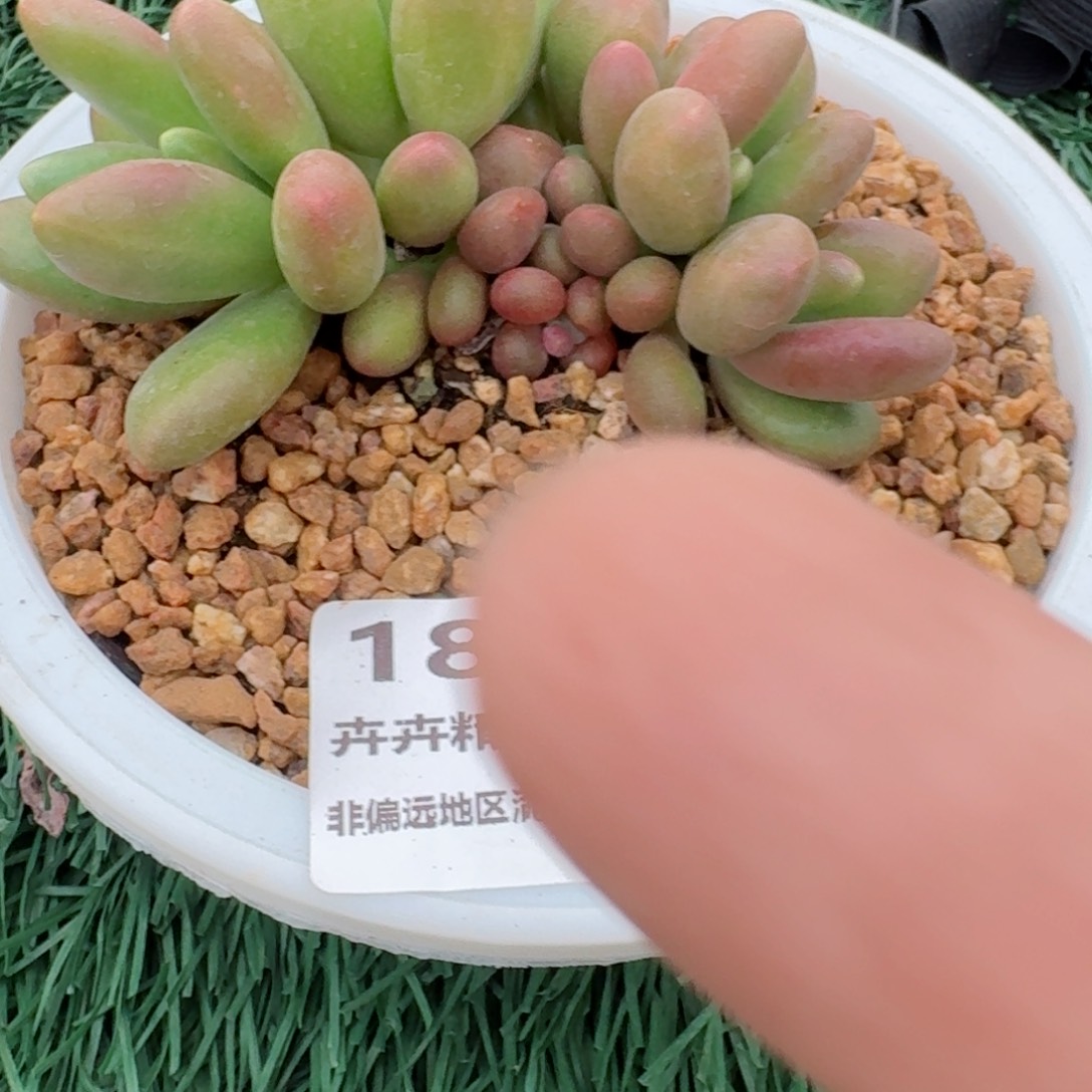 1811 卉卉精品多肉 非偏远地区满28元包邮