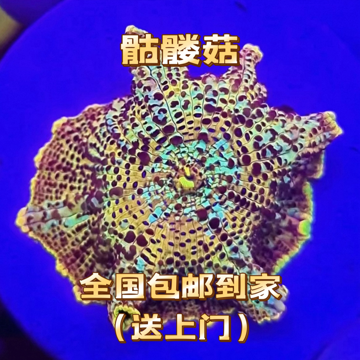 骷髅菇全国包邮到家海缸海水鱼缸新手饲养推荐皮实好养包邮包损
