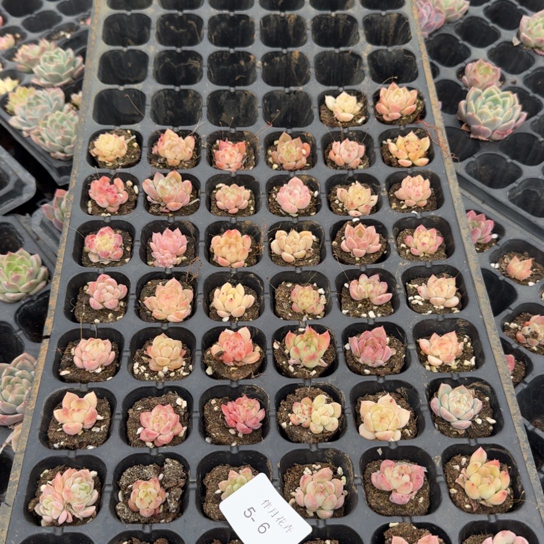 5-6小珍妮五十颗不带盘发货左五左六（小慎拍）