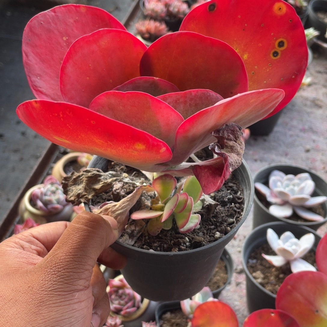 兴***兴0203  唐印  六月六