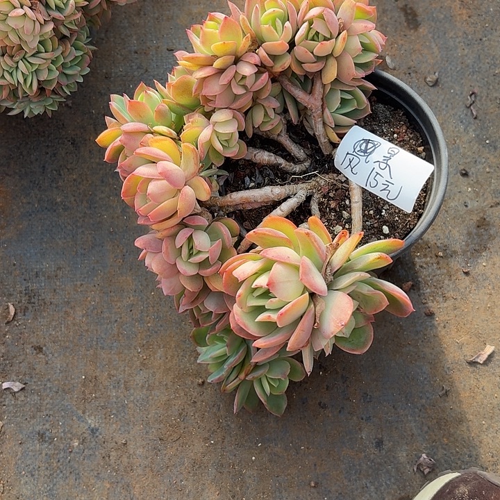 路***.多肉植物一物一拍风景