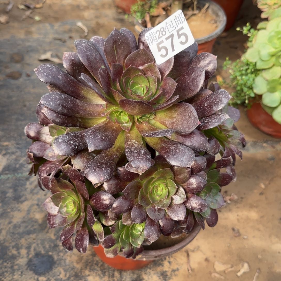 黑魔多肉575满28包邮断枝不包