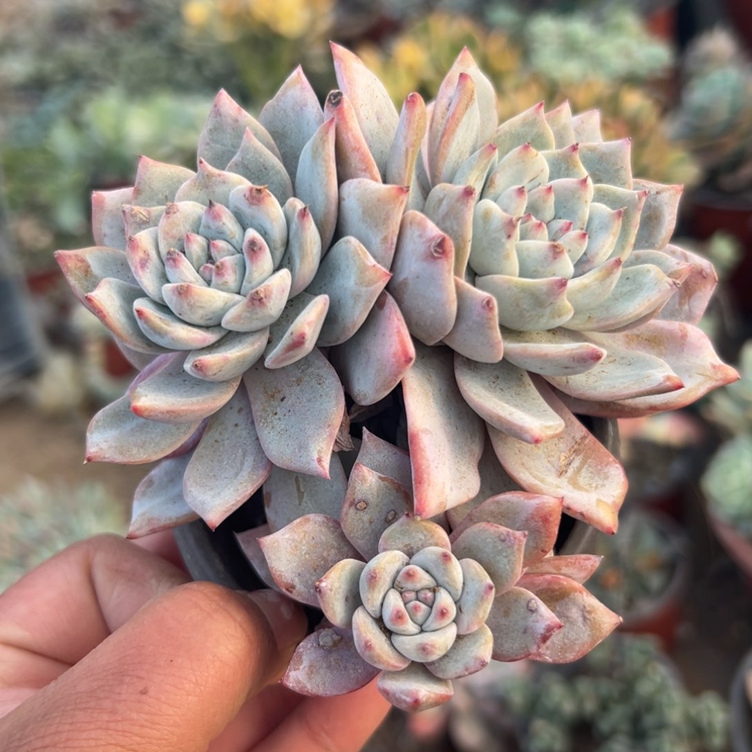 多肉植物多肉植物