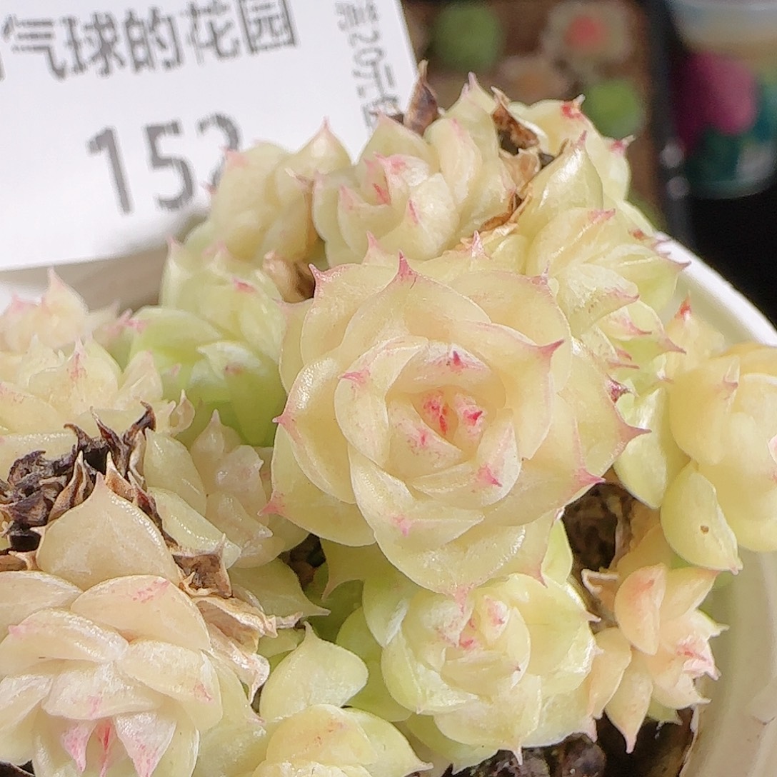 1027-152麦秆优选不包整