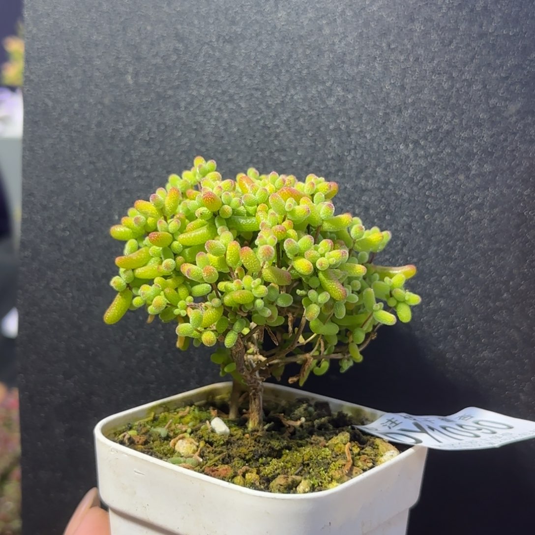 dy1090金桔直杆冠幅6.5cm