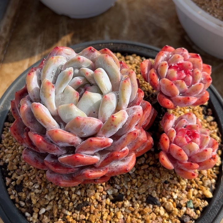 橙梦露 群生 多肉植物