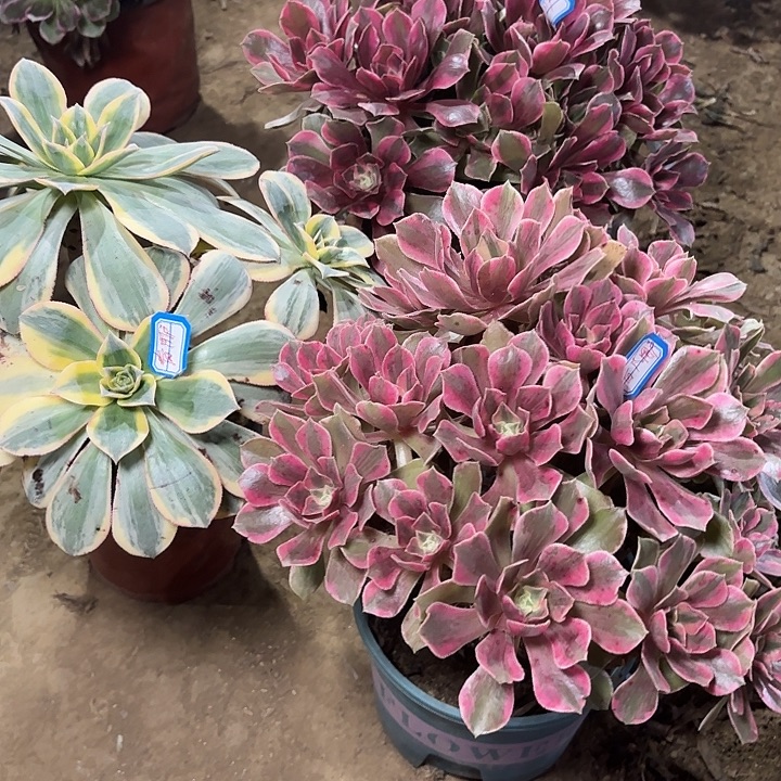 青***6多肉植物法师3颗76