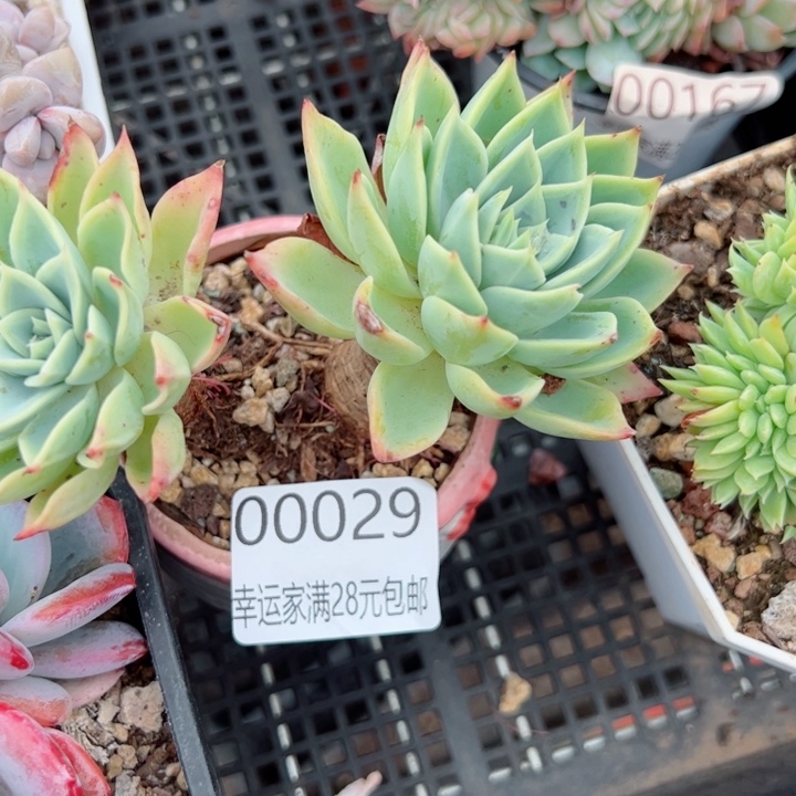 幸运的是我的朋友们