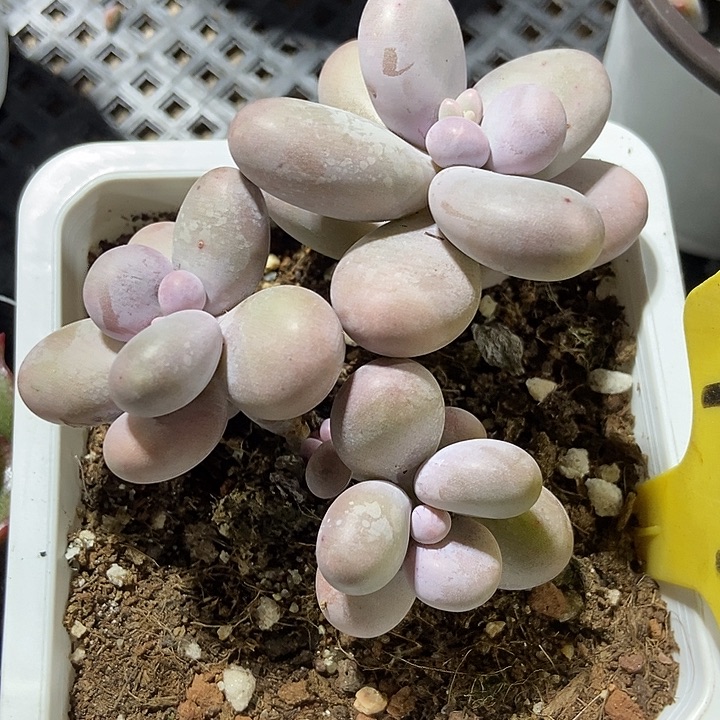 墩****多肉植物蛋黄奶1095多肉