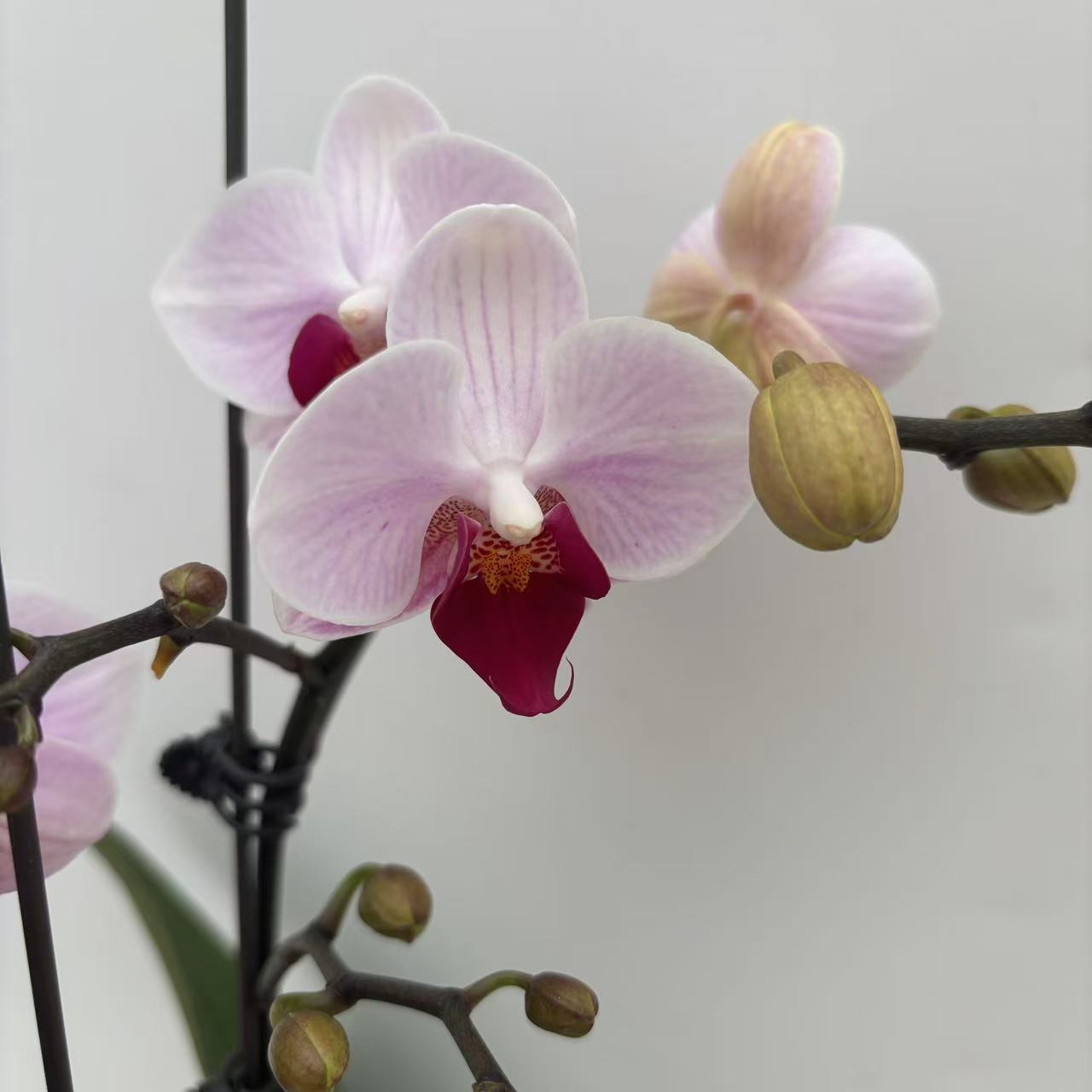 【貂蝉单剑】梦语花卉培育蝴蝶兰美观 带花带花苞  第一名