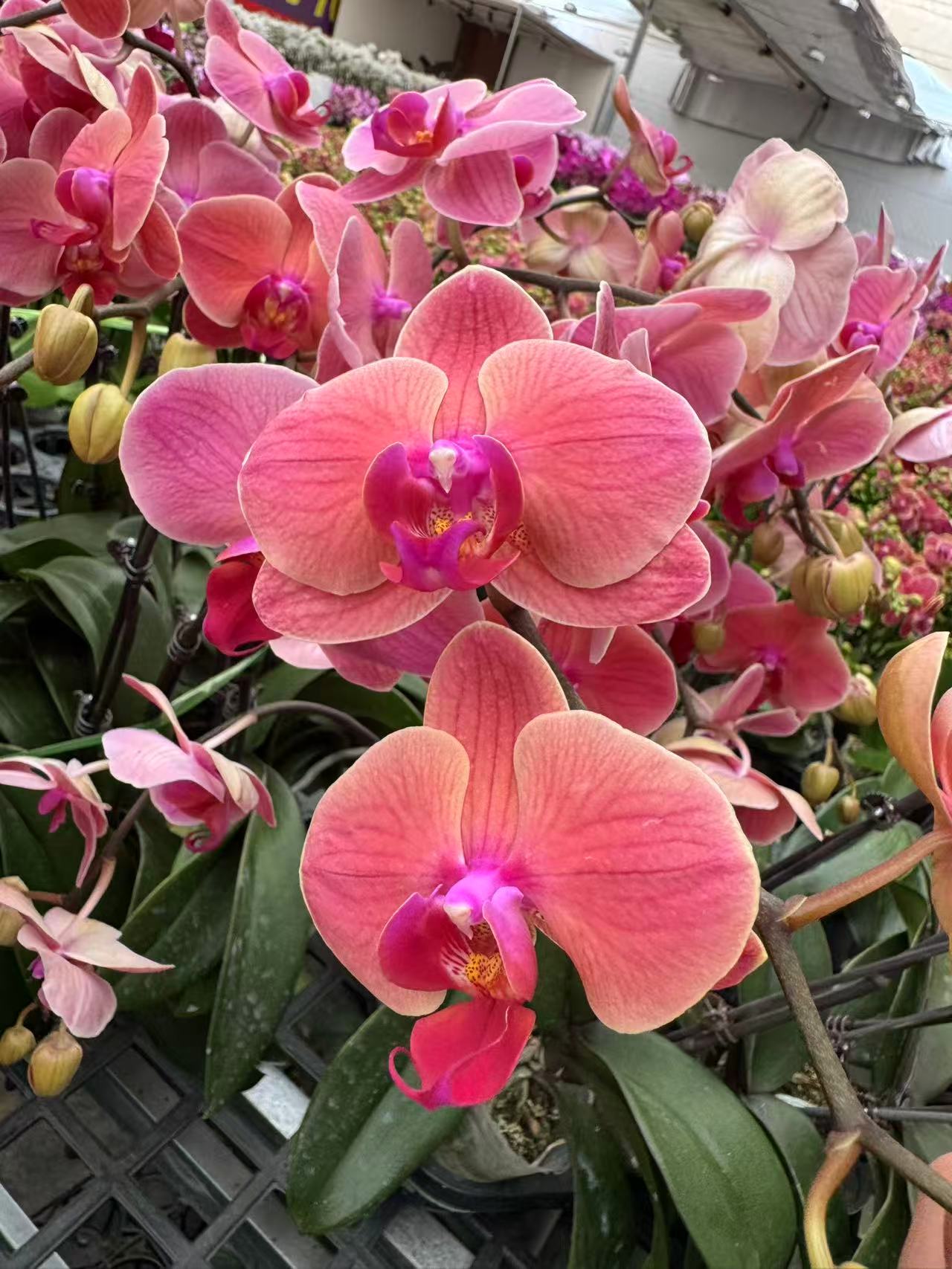 蝴蝶兰【小桔灯】 昆明源头基地直发