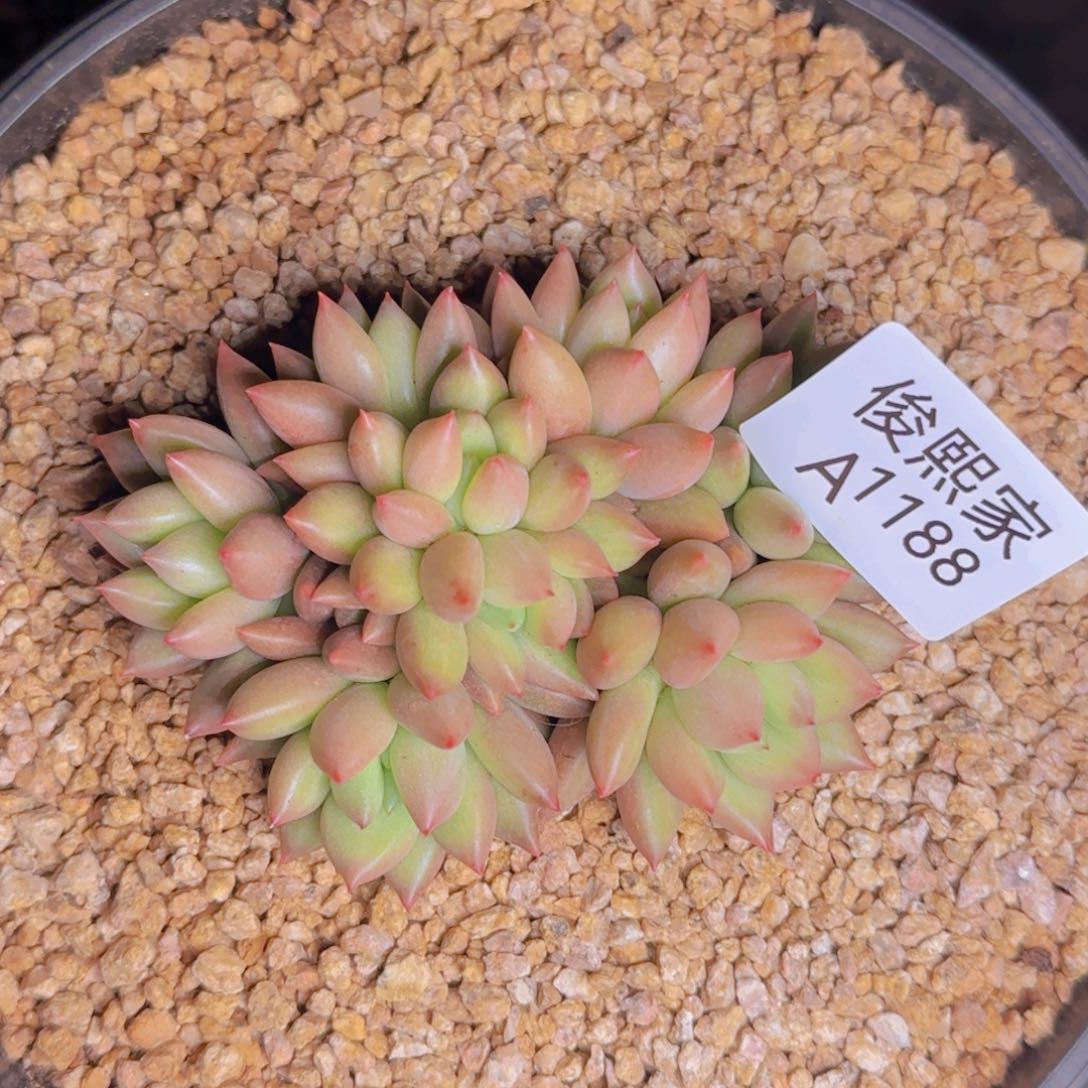 毛****9毛毛寄养A1188