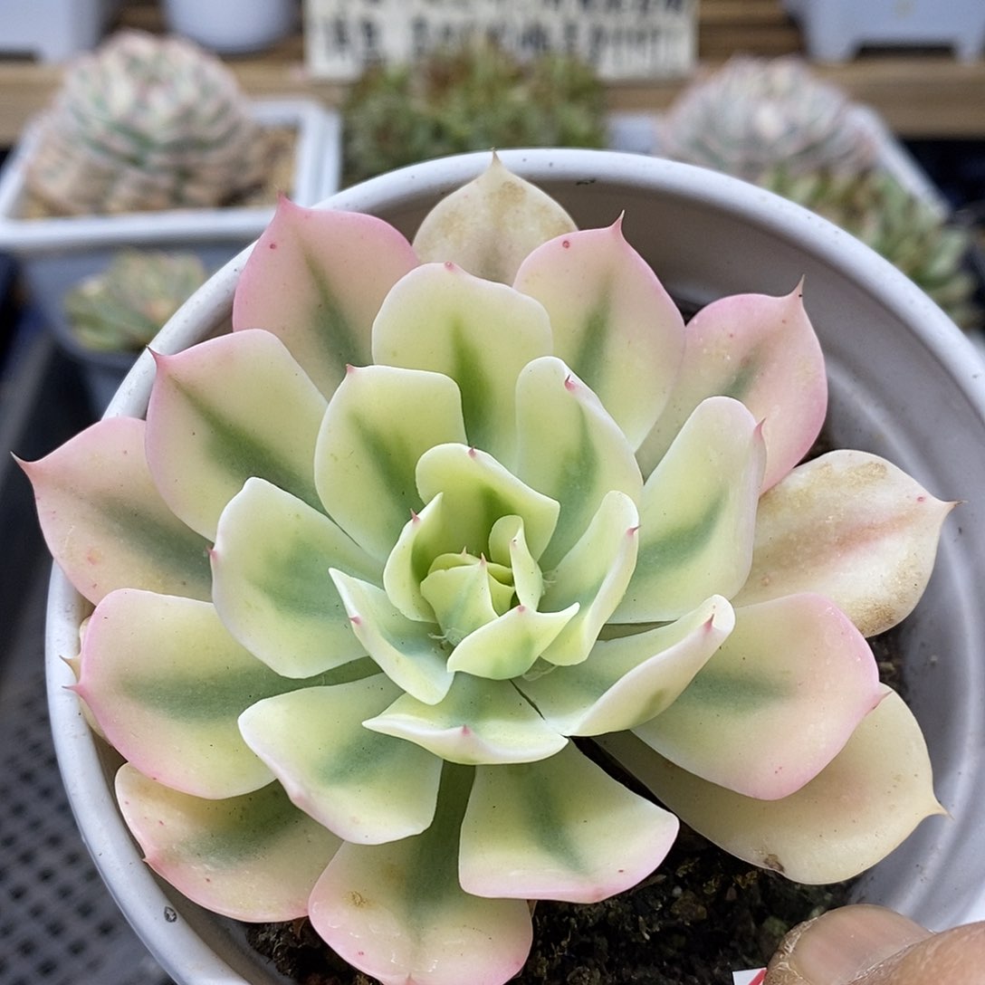 0288 海啸覆轮锦