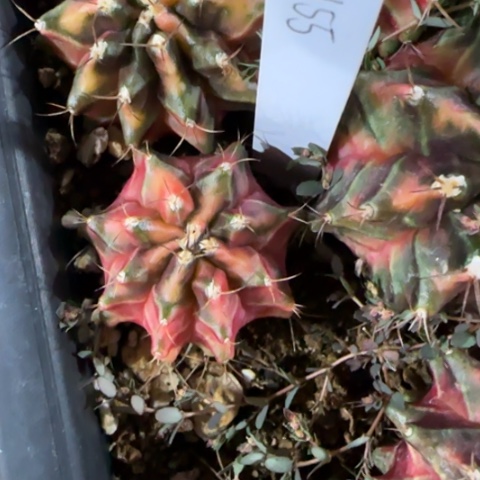 155-0112泰国发货多肉