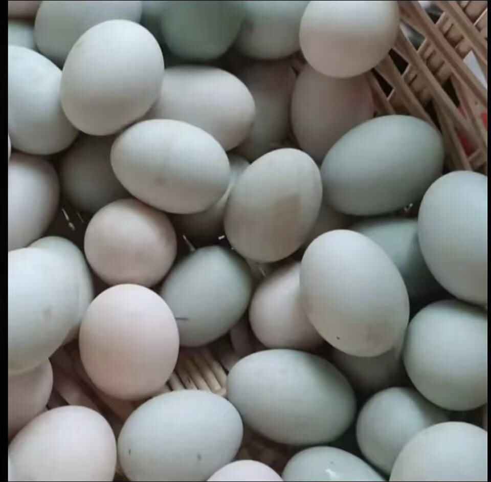 东北农村笨鸡蛋（粉皮绿皮混）