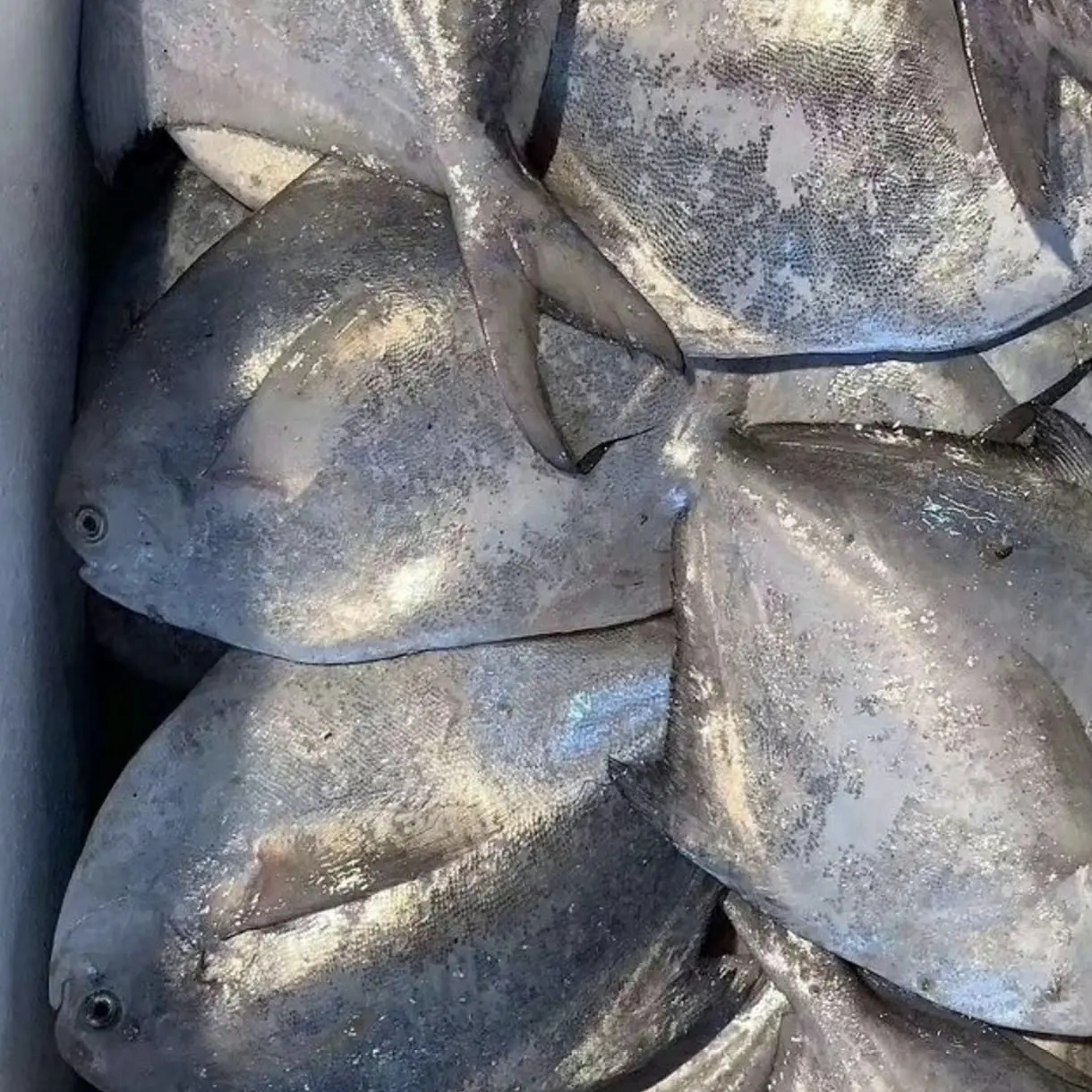 海产品海鲜新鲜（保鲜鱼虾蟹礼盒平鱼）生鲜