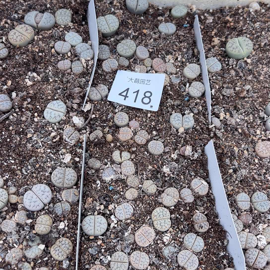 清框脱土发无售后默认有疤。418