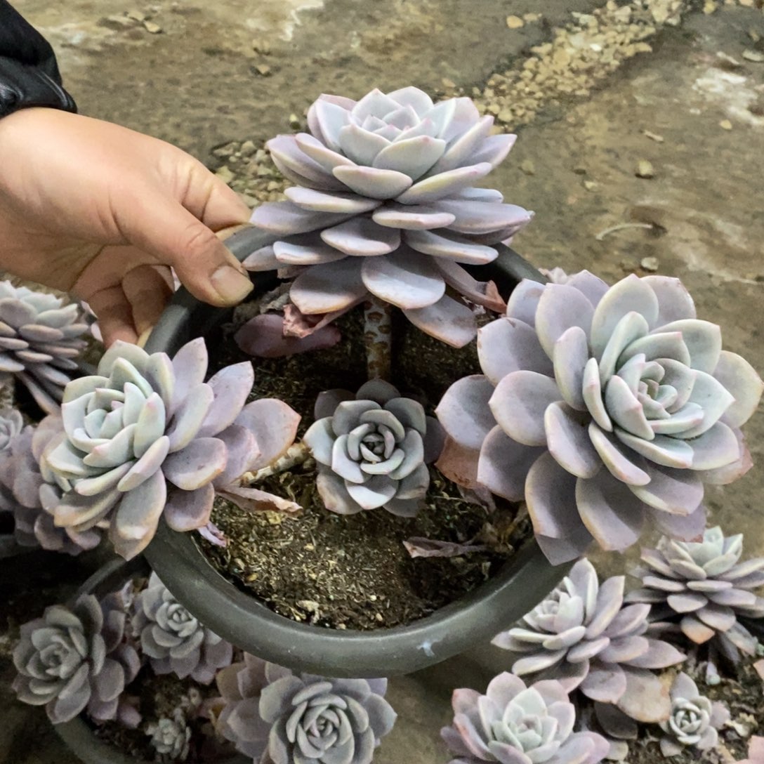 红茶三大头起发老桩，230杯