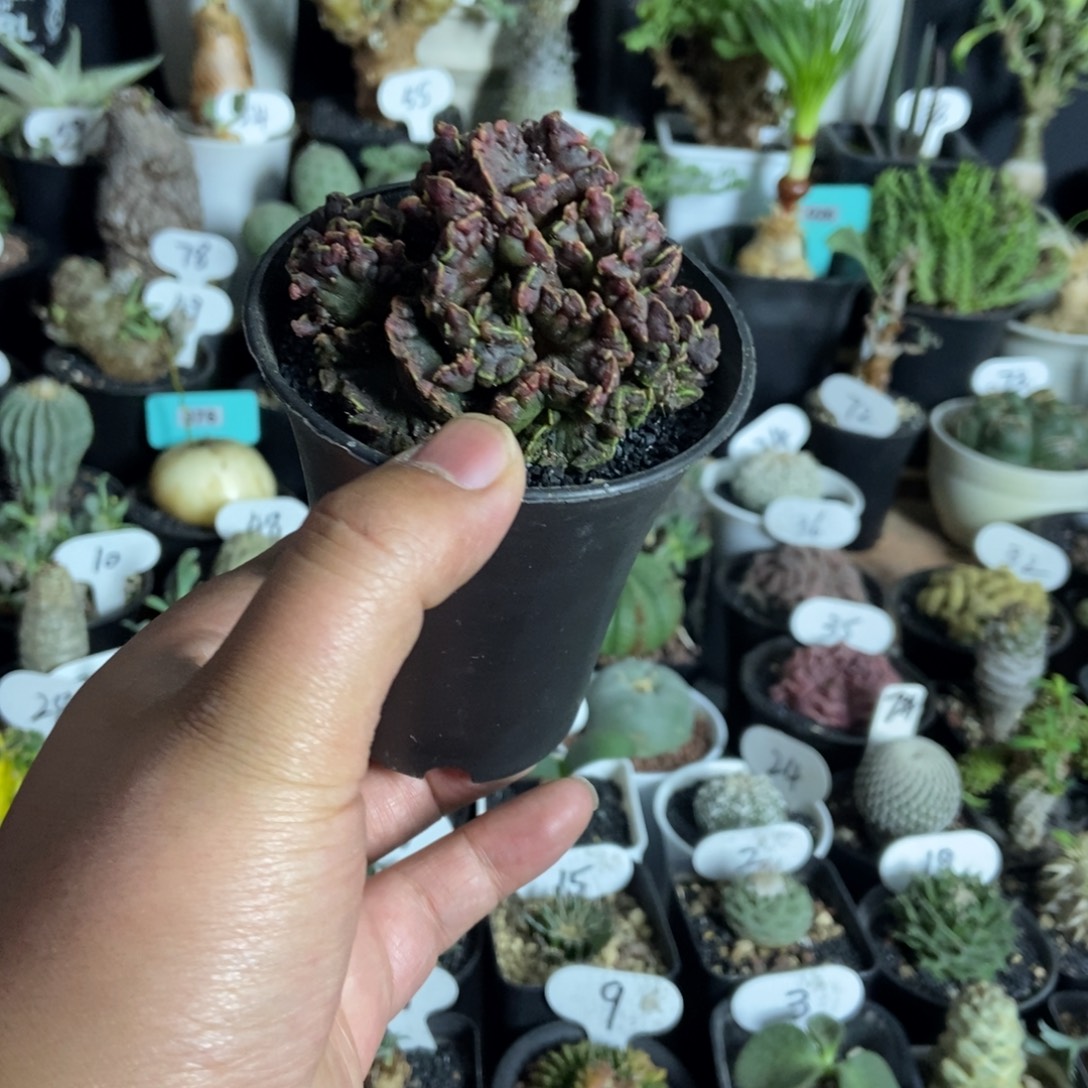 高砂石化一物一拍