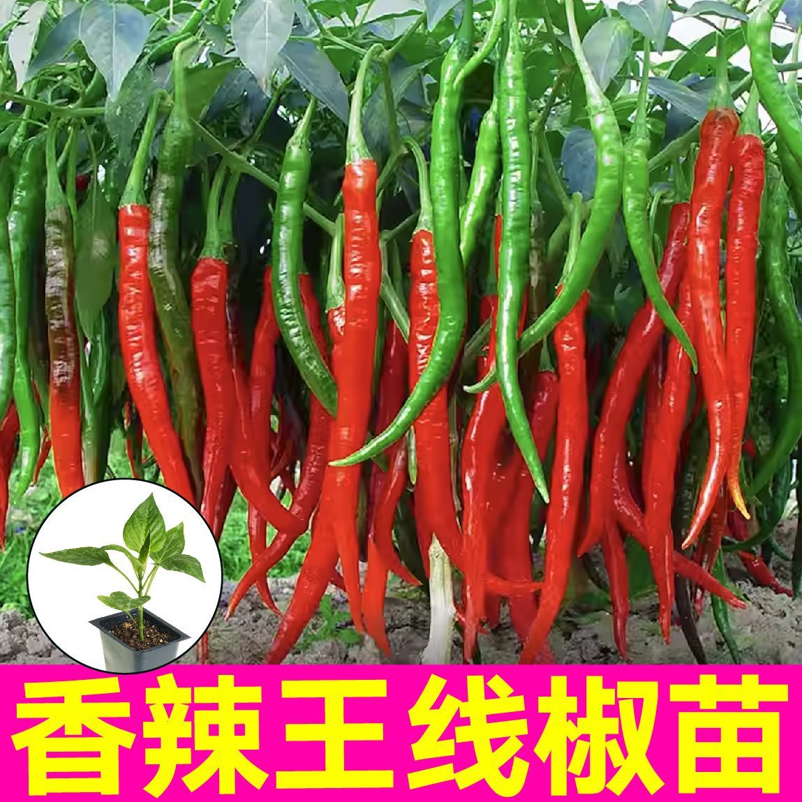 香辣高产特长线椒秧苗青红二荆条辣椒蔬菜种苗四季盆栽阳台易成活