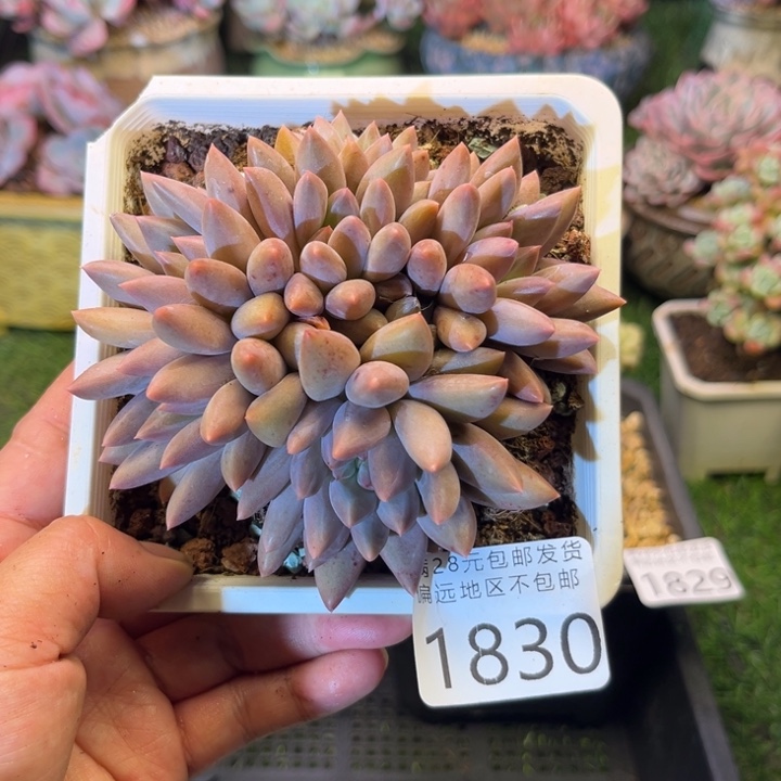 大1830，bzvxbcbcvcv